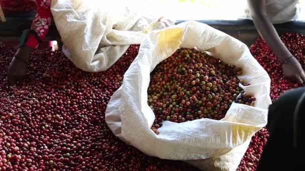 Afričtí pracovníci vybírají čerstvá kávová zrna na mycí stanici — Stock video