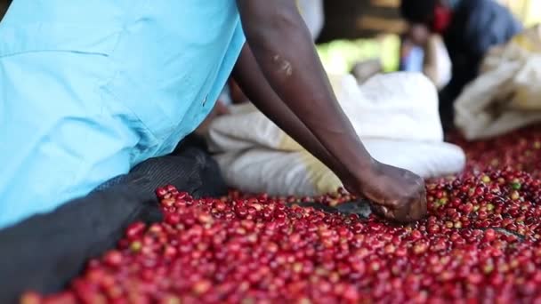 African woman is pickong fresh arabica coffee beans at washing station — Stock Video