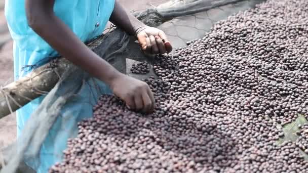 Afrykański pracownik wybiera naturalne suszenie ziaren kawy w pralni — Wideo stockowe