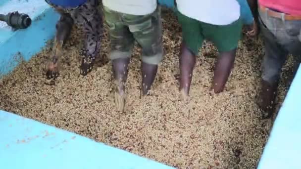 아프리카 근로자들 이 역에서 신선 한 커피 원두를 씻고 있다 — 비디오