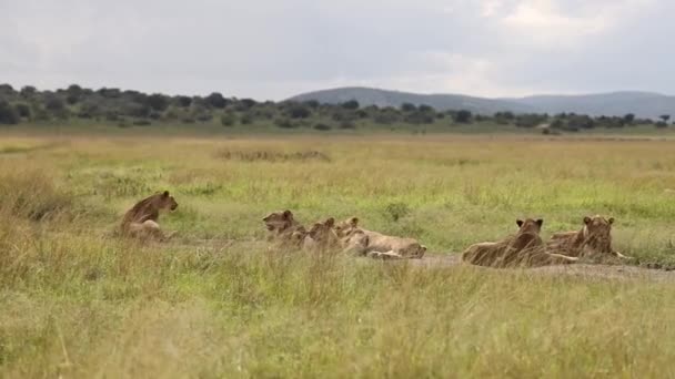 아프리카 대초원에 사는 야생 사자 — 비디오