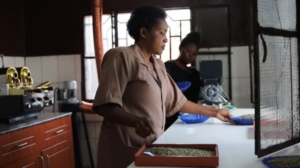 African female workers are sorting washed coffee beans before sample roasting in facility — стоковое видео