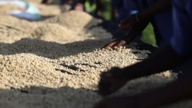 Bir grup Afrikalı çiftçi kahve çekirdeklerini kurutma masasından topluyor.