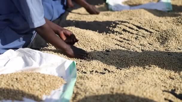 Grupo de trabalhadores agricultores africanos estão colhendo grãos de café em mesas de secagem — Vídeo de Stock