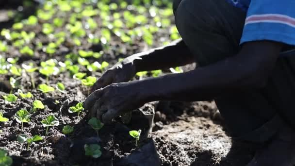 Afrikaanse mannelijke werknemer zorgt voor koffie spruiten in het berggebied — Stockvideo