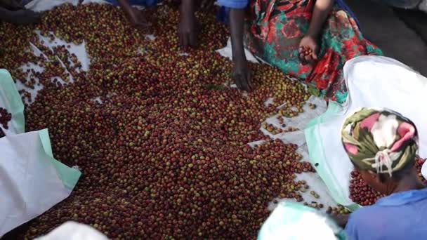 Afrikalı işçiler bulaşık istasyonunda bozuk kahve çekirdekleri seçiyorlar. — Stok video