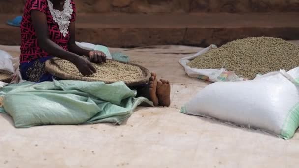 Afrikai nő ül és válogatja a szárított kávébabot a mosodában. — Stock videók