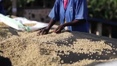 Bir grup Afrikalı çiftçi kahve çekirdeklerini kurutma masasından topluyor.