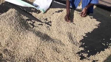 Bir grup Afrikalı çiftçi kahve çekirdeklerini kurutma masasından topluyor.