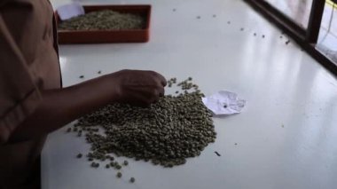 Afrikalı kadın işçiler tesiste kızarmadan önce yıkanmış kahve çekirdeklerini ayırıyorlar.
