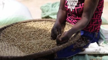 Afrikalı bir kadın çamaşırhanede oturmuş kuru kahve çekirdeklerini sıralıyor.