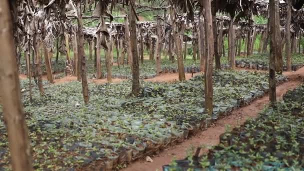 Proces uprawy pstrągów kawowych w regionie górskim Afryki — Wideo stockowe