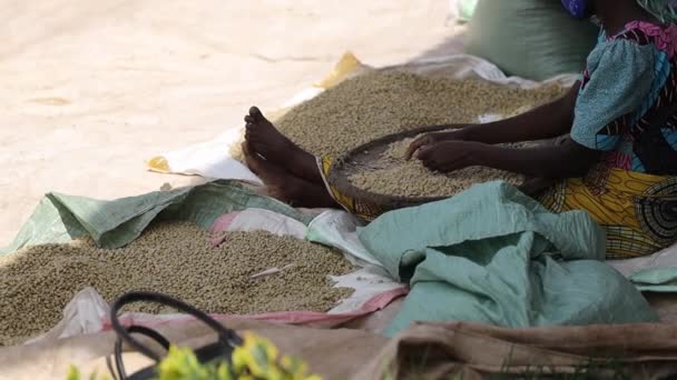 Mujer africana está sentada y clasificando granos de café secos en la estación de lavado — Vídeos de Stock