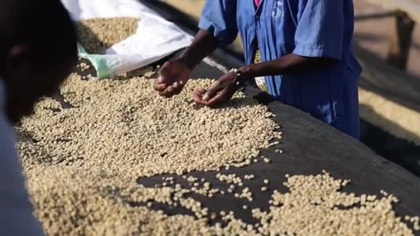 Groep Afrikaanse boeren plukt koffiebonen op droogtafels — Stockvideo