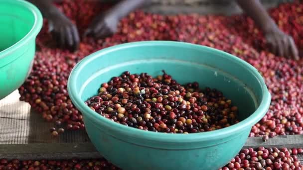 African workers are picking out bad coffee beans on washing station — Stock Video