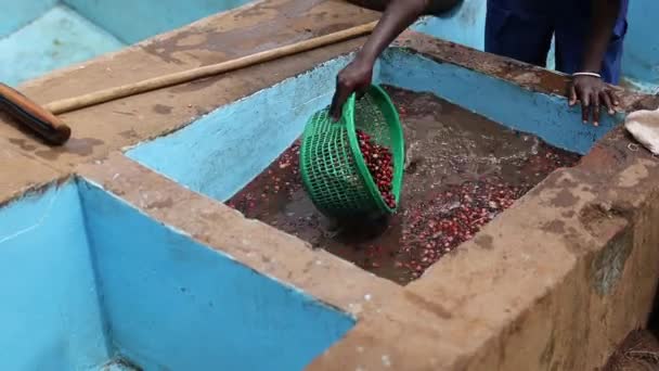 Afričtí dělníci vybírají špatná kávová zrna na mycí stanici — Stock video