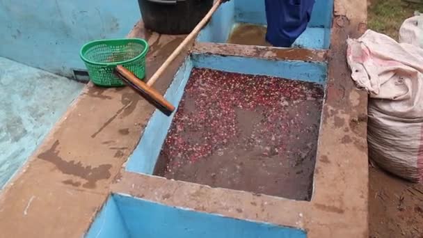 Afrykańscy robotnicy wybierają złe ziarna kawy na stacji myjącej — Wideo stockowe