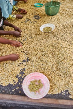 Afrikalı işçiler çamaşır istasyonundan taze kahve çekirdeği seçiyorlar.