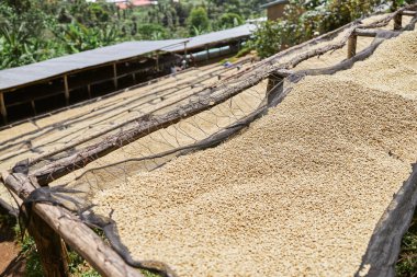 Afrika 'nın doğu bölgesindeki çamaşır yıkama istasyonunda doğal kahve kurutma işlemi.