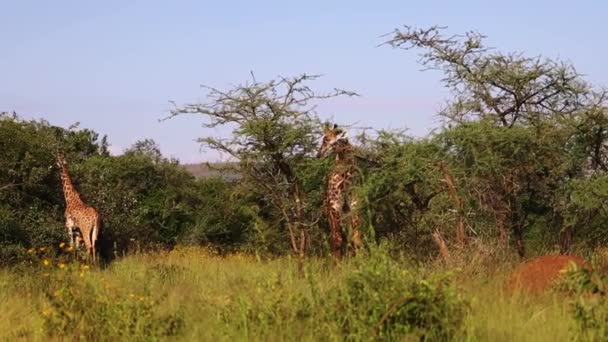 Dzika żyrafa w afrykańskiej sawannie — Wideo stockowe