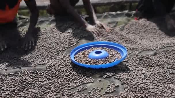 Afrikalı işçiler çamaşır istasyonundan doğal kurutma kahve çekirdekleri seçiyorlar. — Stok video