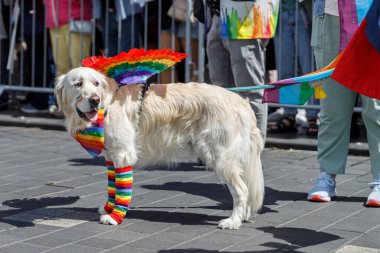 Şehir merkezinde eşcinsellerin geçit töreni. Igbt topluluğunun renklerinde bir köpek. Yüksek kalite fotoğraf