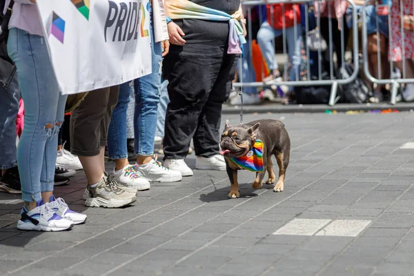 gay pride parade in the city center. a dog in the colors of the lgbt community. High quality photo