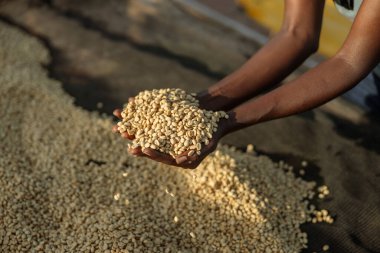 Cropped photo of worker holding coffee beans in hand at washing station at farm in Africa