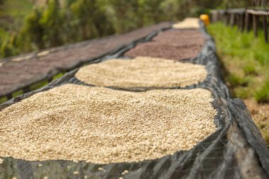 Ruanda bölgesindeki çiftlikteki kurutma masalarında sıralanmış kahve çekirdeklerini kapatın.