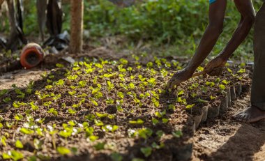 Male worker planting coffee sprouts in a factory in Africa