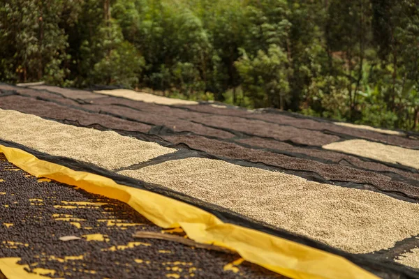 Top view of different stages of drying coffee beans outdoors on a farm in Africa region