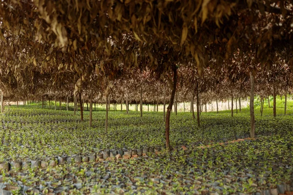 Plant growing out of coffee in farm in Africa region