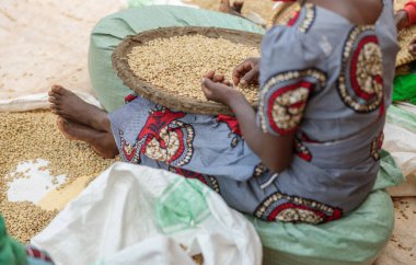 Rwanda bölgesinde yerde oturan ve kahve çekirdeklerini ayıran kadın işçinin kesilmiş fotoğrafı.