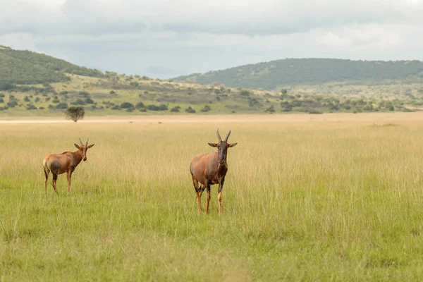 Topi Standing Long Grass While Chewing Dry Grass — Foto Stock