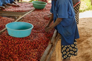 Afro-Amerikalı bir kadının kahve dutlarını büyük bir kâseyle sıralarken çekilmiş fotoğrafı. Ruanda 'da. Kahve üretimi