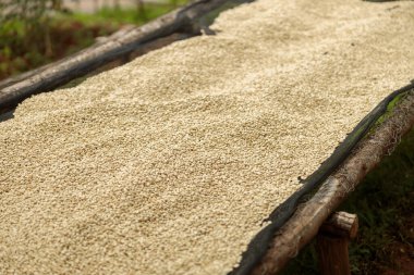 Afrika 'daki çamaşır istasyonunda doğal kahve kurutma işlemini kapat, boşluğu kopyala