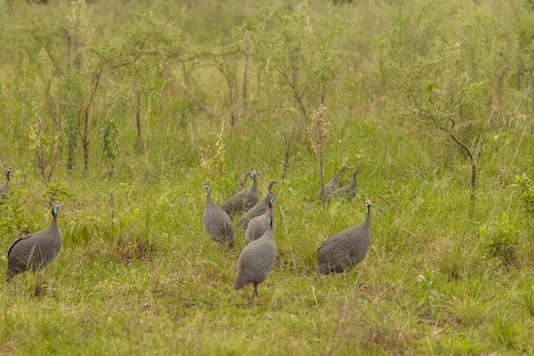 Many Guinea Fowls Green Grass National Park Africa — Φωτογραφία Αρχείου