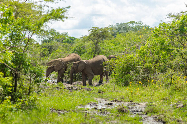 African elephants taking bath in a water pool with mud