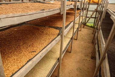 Afrika 'da, Ruanda bölgesinde kahve çekirdekleri ve kuru kahve raflarının en üst görüntüsü.