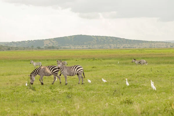 Herd Zebras Grazing Meadow Birds Nearby National Park Africa — Foto Stock
