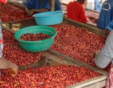 Cropped photo of female workers sorting coffee berries at the farm. Rwanda. Coffee production