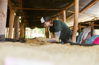 Side view of male tourist in cap taking green coffee beans during coffee process making in Africa