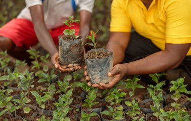 Cropped photo of two workers showing coffee sprouts before landing on a plantation, Rwanda region
