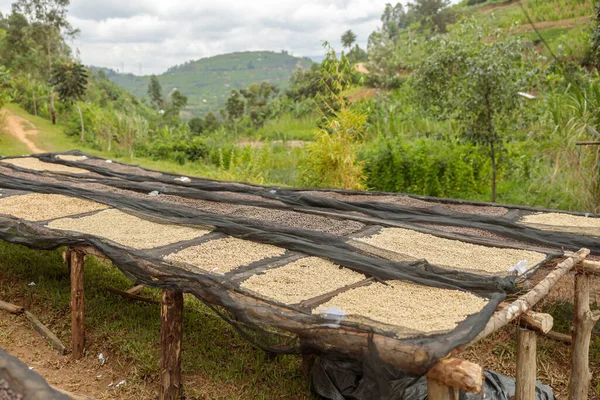 Tables Coffee Beans Nature Process Drying Farm Africa — Stockfoto