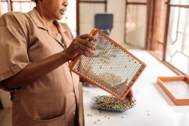 cropped photot of African American female holding a sieve and sifting grains for coffee tasting