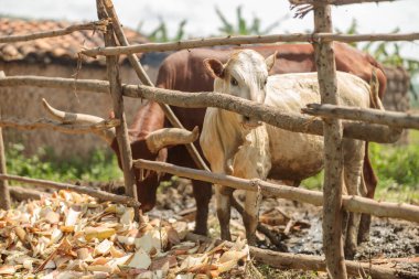 Two cows staying in stable in a farm in Rwanda region in Africa