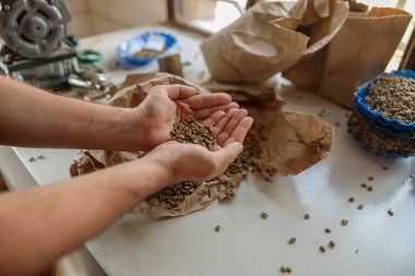 Top view of male hands holding coffee beans in palms for tasting at production