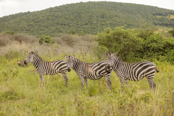 Herd Zebras African Savannah Wild Boar Background — Stockfoto