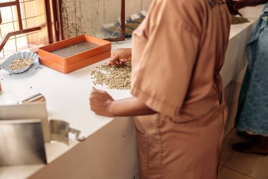 Cropped photo of African American female worker sorting coffee beans by size on the table at the factory