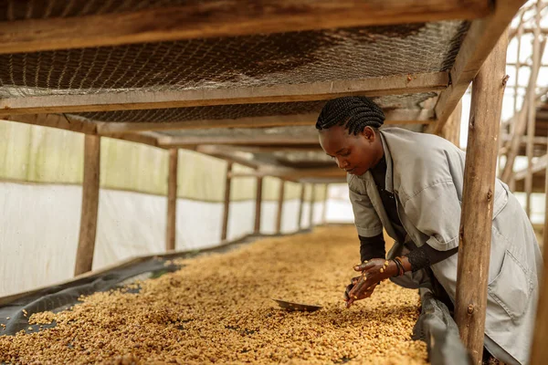 Side View Female Worker Cleaning Hands Coffee Beans Honey Process —  Fotos de Stock